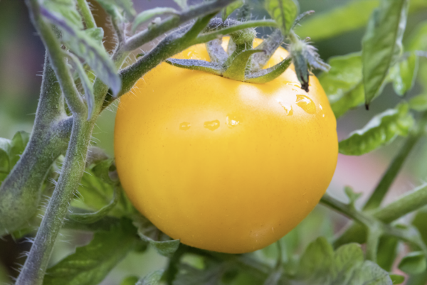 Tomate - Taxi